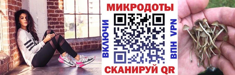Псилоцибиновые грибы Psilocybe  Лабинск 
